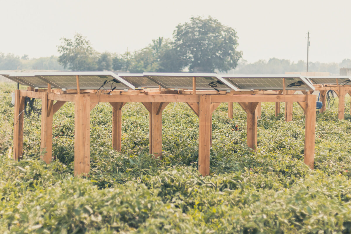 An agrivoltaics solar farm in the US. Image: UC Davis College of Engineering, https://www.flickr.com/photos/ucdaviscoe/51413641118/in/dateposted/