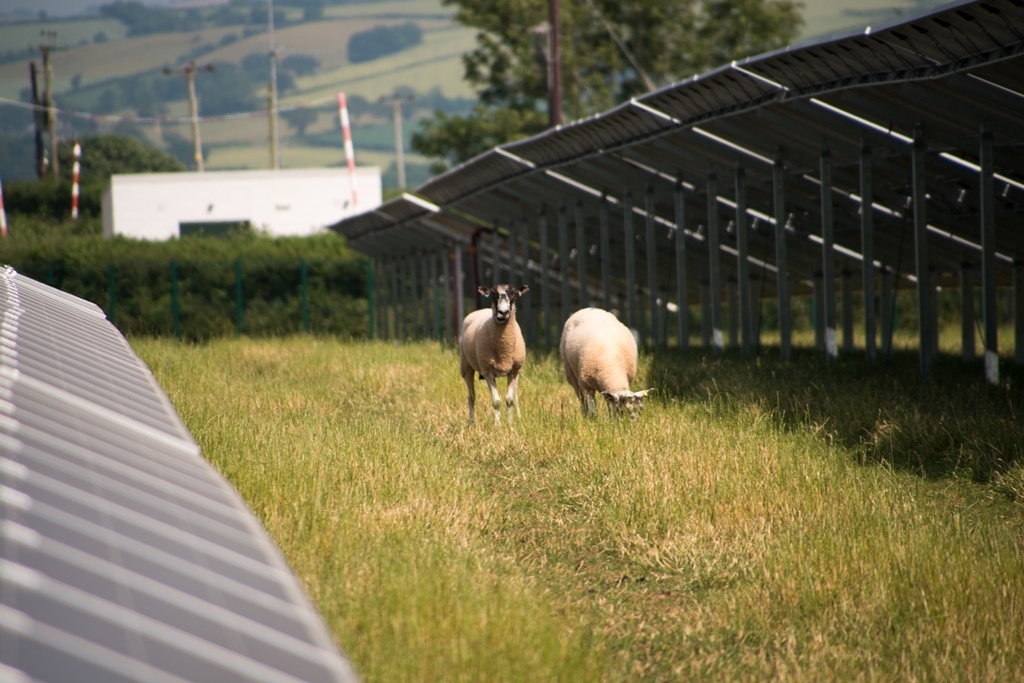 The project will incorporate agrivoltaics enabling sheep to graze under the panels. Image Lightsource bp.