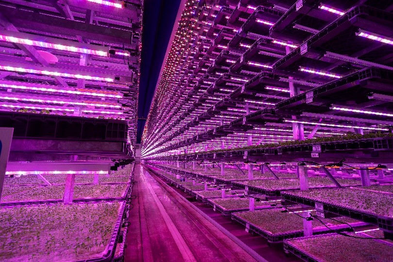 A vertical farm involves growing crops in vertically stacked layers and has been noted to be a means to bolster food security and produce food locally, sustainably and affordably. Image: Zestec.