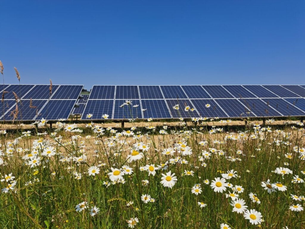 daisies in front of a row of solar panels