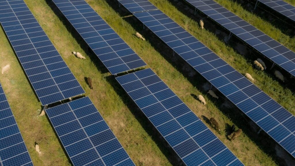 solar panels in rows with sheep between them