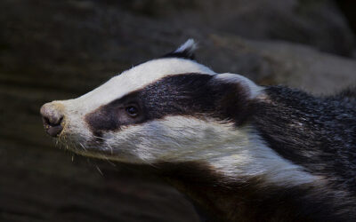 Badger_-_Malkv