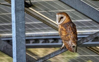 Ahead of the event, Solar Power Portal heard from Fran Button, deputy CEO of British Solar Renewables, who plays a key role in shaping the company’s environmental strategy and will take part in the panel on 1 July. Image: BRitish Solar Renewables.