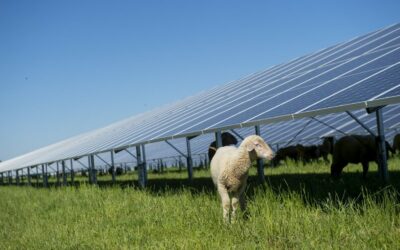 BayWa_r.e_solar_farm_-_credit_BayWa_r.e