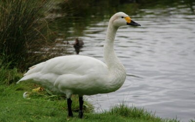 Bewicks_Swan