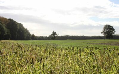 Burcot_Farm_in_South_Oxfordshire_PPS_Hive_and_Ethical_-_Image_PPS