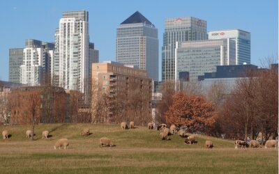 Finance_sheep