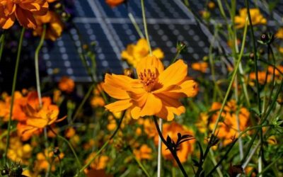 Flower_with_solar_panels_-_source_Lightrock_Power