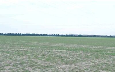Green_Energy_Direct_solar_field