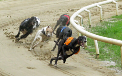 Greyhounds_-_Ronnie_Macdonald
