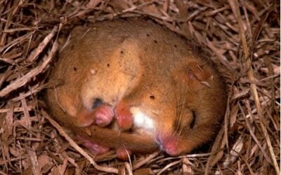Hazel_Dormouse
