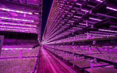 A vertical farm involves growing crops in vertically stacked layers and has been noted to be a means to bolster food security and produce food locally, sustainably and affordably. Image: Zestec.