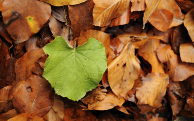 Leaves_-_Blog