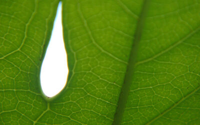 Photosynthesis_-_Becky_Rox