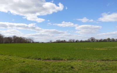 A green field under a blue sky with white clouds
