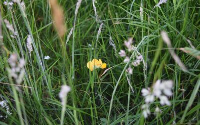 Rampisham