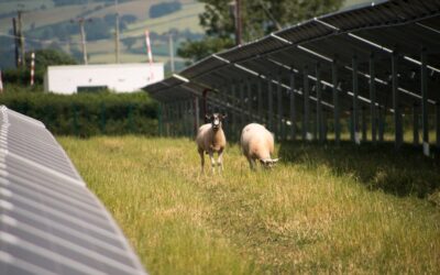 The project will incorporate agrivoltaics enabling sheep to graze under the panels. Image Lightsource bp.