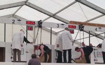 Sheep_shearing_solar