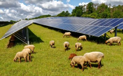 Solar_Farm_-_credit_Harmony_Energy