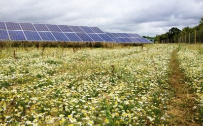 Solar_Farm_Chamomile_in_August_2013