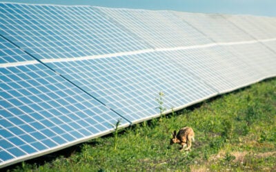 Solar_Farm_hare_-_Lightsource