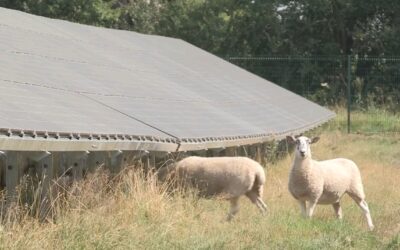 Solar_Farm_w_Sheep
