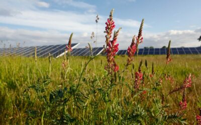 Solar_and_flowers_-_credit_Eden_Solar