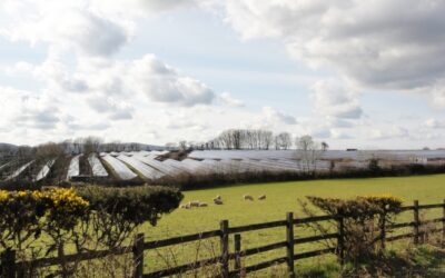 Solar_farm_-_Martifer_Solar_600_450