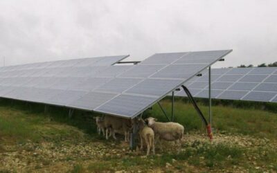 Solar_farm_sheep_-_enertis_solar