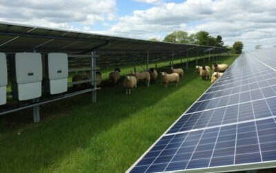 Solar_farm_with_sheep_-_BayWa_r.e._