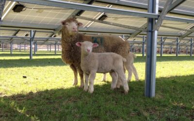 Solar_sheep_600_450