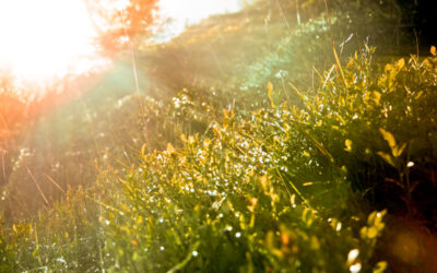 Sun__Grass_-_Mr_Photographer