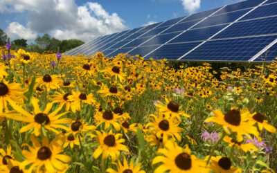 Biodiverse Consulting will specifically support Queequeg in achieving the necessary biodiversity net gain for projects. Image: Solar Energy UK.