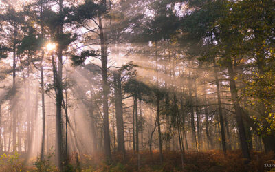 Sunlight_-_darren_johnson