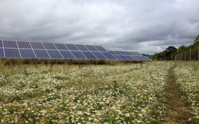 Tavells_Panels_and_Flowers_Retouch