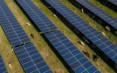 solar panels in rows with sheep between them