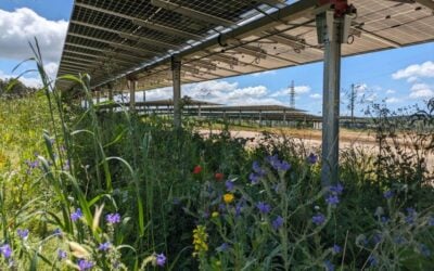 wildflowers under solar panels