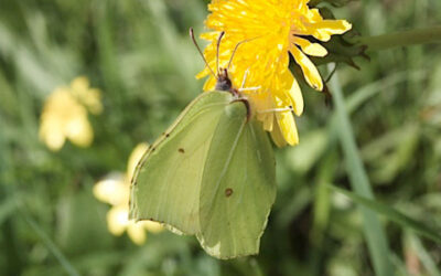 biodiversity_-_solarcentury