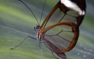 bristol_zoo_butterfly
