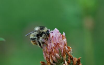 bumblebee
