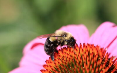 bumblebee_image_credit_alvaroreguly_flickr