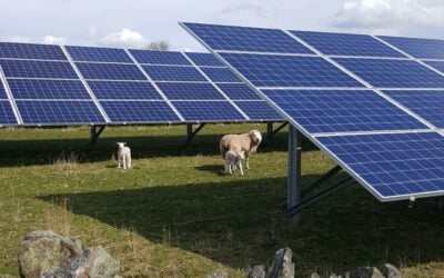 Solar panels in a green field with sheep and lambs nearby