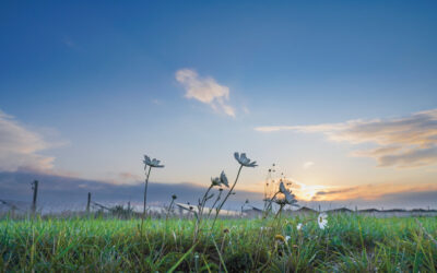 ferry_farm_community_solar_image_Triodos_Bank