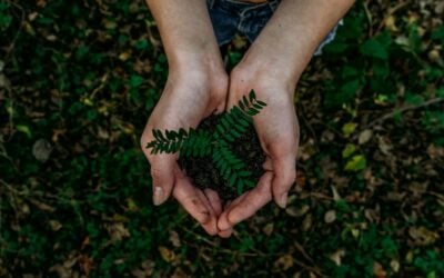 hands holding dirt with a plant in it