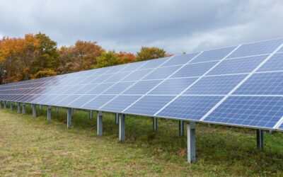 solar panels on green grass with orange trees behind