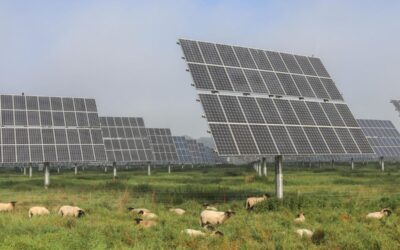 sheep graze below solar panels