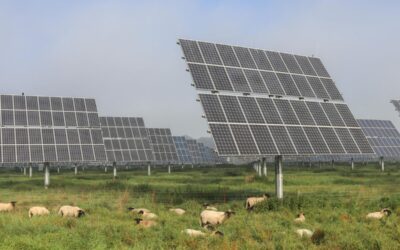 Solar panels on poles with grazing sheep nearby