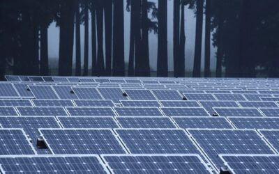 Solar panels in front of a forest of shadowy trees