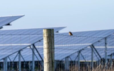 a bird sits on a fence in front of solar panels