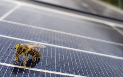 Protest groups are increasingly calling on local councils and the government to refuse or revoke planning permission for large-scale solar developments. Image: Iqony SENS.